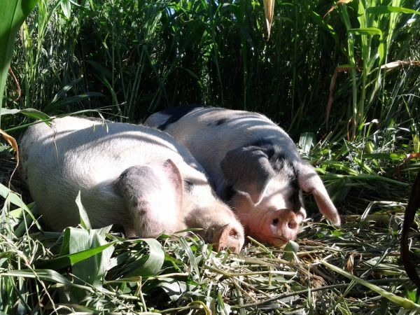 Hogging down corn and oats 0725140848-430f8d2bb49a9848d144ebee4438402ff85c0855