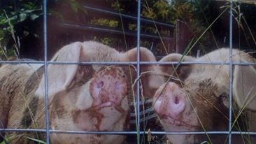 TWO PIGS IN A POD 1379673_10200868830902812_214566335_n-3f558dbdf9262eea8782e30ecbde6a9afb5a13b5