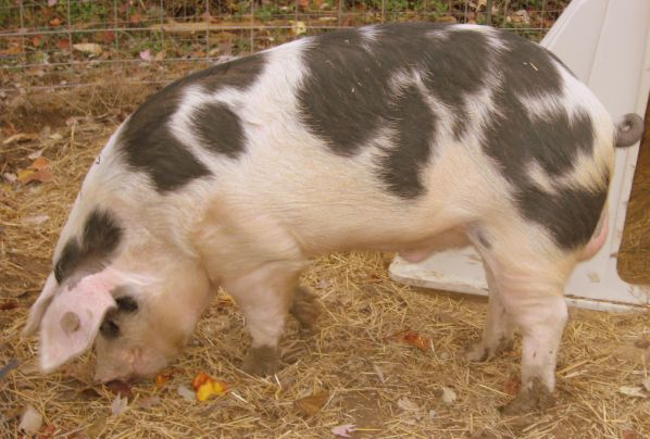 Mr. Kennedy, Red Group Boar mr-kennedy-ba707423a8ba0be9c096264b23deb7c546bb169c