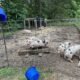 Boars, Gilts and Feeders NE Texas