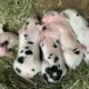 Registered Breeding Quality Piglets and Feeders in NH