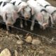 Glocestershire Old Spot Feeder Pigs for Sale
