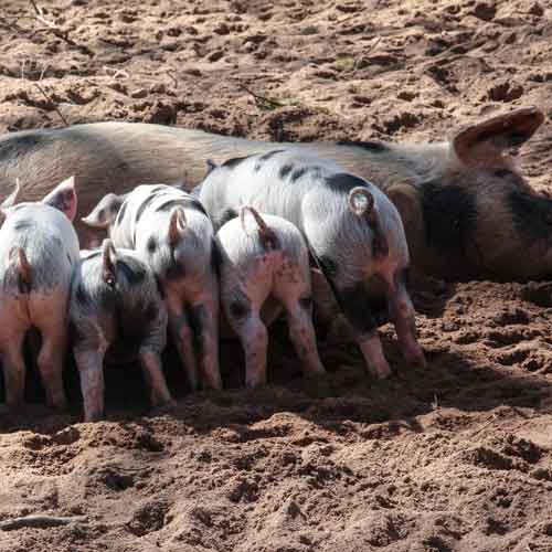 Gloucestershire Old Spots Pig Breeders United – Helping Breeders to ...