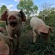 GOS Piglets available in Virginia